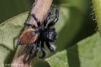 Carrhotus xanthogramma