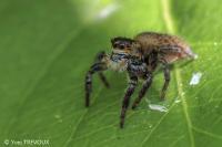 Carrhotus xanthogramma