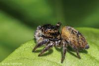 Carrhotus xanthogramma