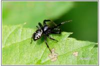 Synema globosum