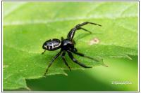 Synema globosum