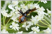 Synema globosum