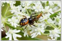 Synema globosum