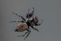 Heliophanus tribulosus