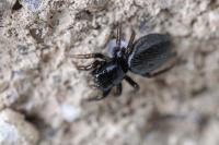 Chalcoscirtus infimus