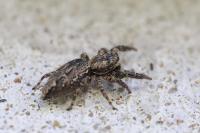 Marpissa muscosa