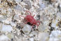 Balaustium murorum
