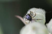 Heliophanus auratus