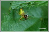 Araniella cucurbitina