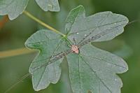 Dicranopalpus ramosus