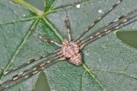 Dicranopalpus ramosus