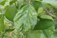 Acalitus brevitarsus