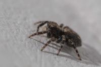 Pseudeuophrys lanigera