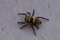 Heliophanus tribulosus