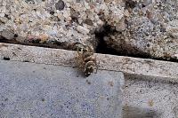 Heliophanus tribulosus