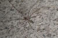 Pholcus phalangioides