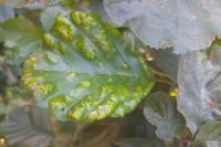 Acalitus brevitarsus