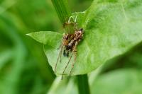 Anyphaena accentuata