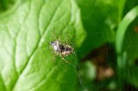 Gibbaranea bituberculata