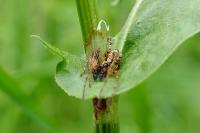 Anyphaena accentuata