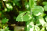 Tetragnatha
