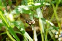 Gibbaranea bituberculata