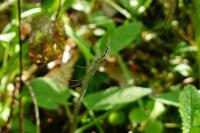 Tetragnatha