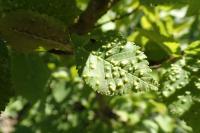 Aceria campestricola