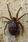Steatoda nobilis