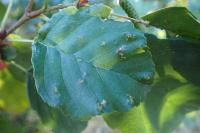 Acalitus brevitarsus