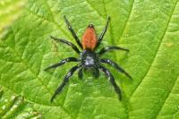 Carrhotus xanthogramma