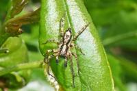 Anyphaena accentuata