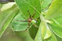 Araniella