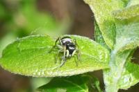 Heliophanus cupreus