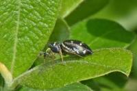 Heliophanus cupreus