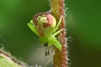 Ebrechtella tricuspidata