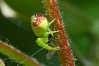 Ebrechtella tricuspidata
