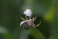 Larinioides cornutus