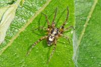 Anyphaena accentuata