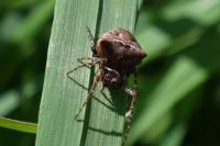 Araneus angulatus