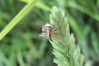 Xysticus ulmi