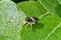 Heliophanus cupreus
