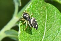 Heliophanus cupreus