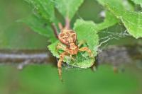 Xysticus lanio