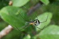 Frontinellina frutetorum