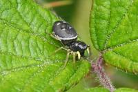 Heliophanus cupreus