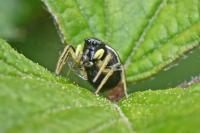 Heliophanus cupreus