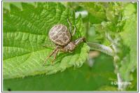 Xysticus