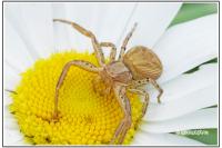 Xysticus