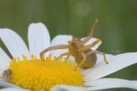 Xysticus
